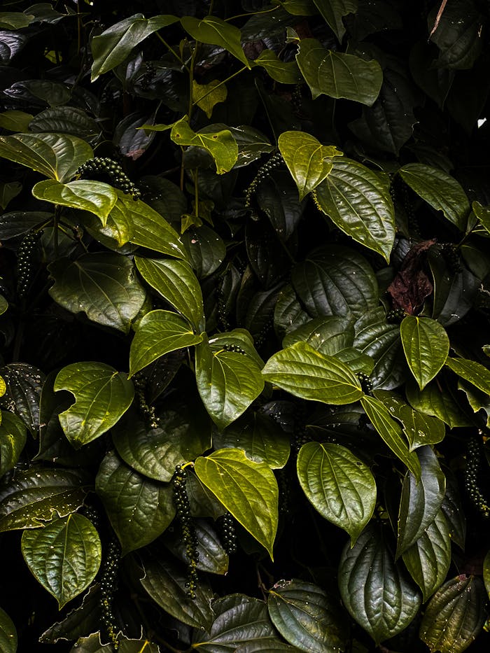 pexels photo 11306572.jpeg